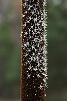 Xanthorrhoea australis