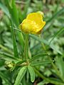 20150416Ranunculus auricomus1