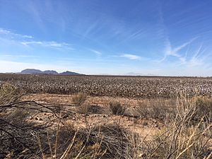 AZ City Cotton Field