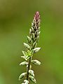 Achyranthes aspera at Kadavoor