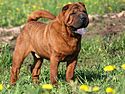 Adult sharpei.jpg