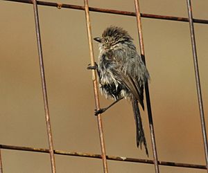 American Bushtit