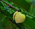 Annona glabra fl