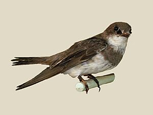 Banded Martin specimen RWD