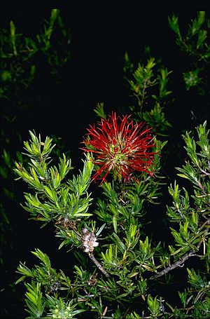 Beaufortia macrostemon.jpg