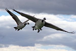 Branta canadensis in flight, Great Meadows National Wildlife Refuge