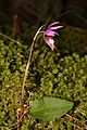 Calypso bulbosa 5493