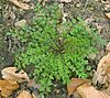 Cardamine impatiens 2 IP.jpg