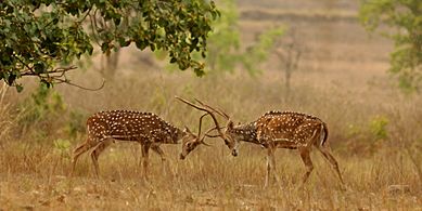 Chital sparring Kanha