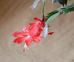 Christmas Cactus flower