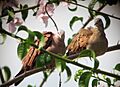 Columbina talpacoti Tortolita rojiza Ruddy Ground-Dove (6218390689)