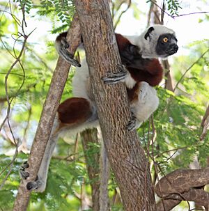 Coquerel's sifaka propithecus coquereli