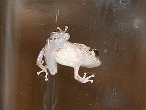 Coqui frog.jpg