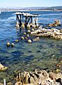 Cormorant Condo in Monterey, CA