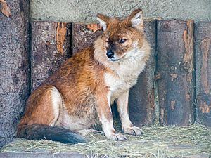 Cuon alpinus in moscow zoo