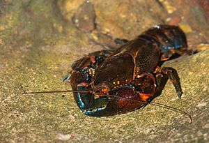 Euastacus sp - Blue Mountains