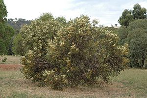 Eucalyptus argutifolia habit.jpg