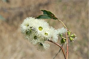 Eucalyptus tetrodonta buds.jpg