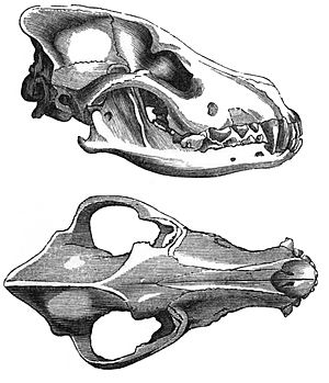 Eurowolfskull