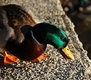 GLMallard