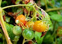 Grape Tomatoes