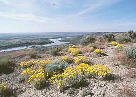 HAFO FlowersRiver.jpg