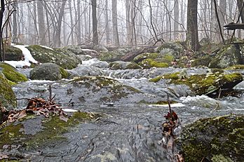 Herrontown Woods Arboretum brook