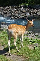 Hokkaido Sika Deer