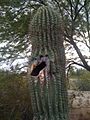 HoleLivingSaguaro2