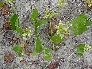 Hydrocotyle bonariensis 2