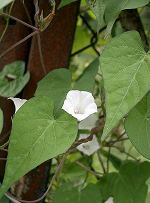 Ipomoea lacunosa1.jpg