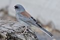 Junco hyemalis caniceps 100995649 (cropped)