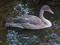 JuvenileTrumpeterSwan