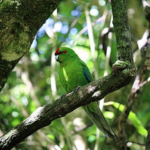 Kakariki on branch