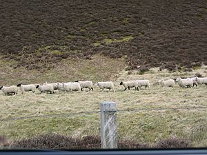 Lammermuir sheep