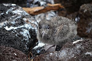 Lava Gull hatchling, Galápagos