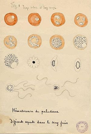 Laveran Malaria drawings