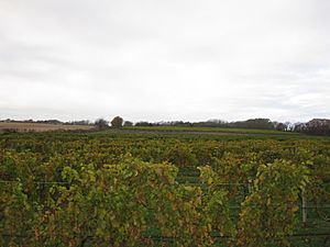 Li-Vinyard