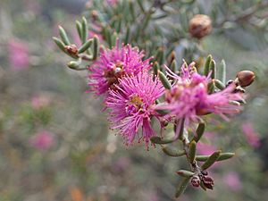 Melaleuca concinna flowers.jpg