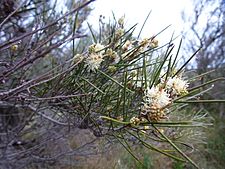 Melaleuca osullivani (leaves, flowers)