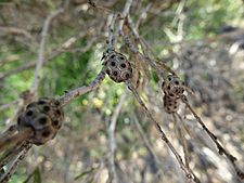 Melaleuca stereophloia (fruits)