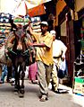 Morocco Fes Camel