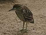 Nankeen Night Heron juvenile