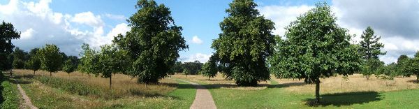 Nonsuch Park, Surrey - geograph.org.uk - 32985