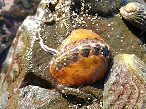 Notoplax violacea, endemic Nz chiton.jpg