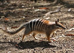 Numbat.jpg