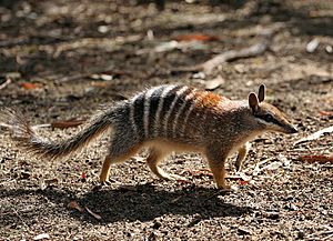 Numbat