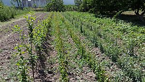 Nursery of apricot seedlings