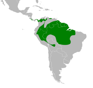 Odontophorus gujanensis map.svg