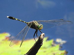 Orthetrum serapia 2997.jpg